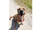 Adopt Chris Brown a American Staffordshire Terrier, Husky