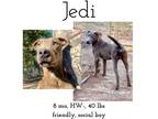 Adopt Jedi a Mixed Breed
