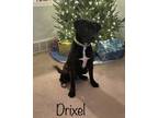 Adopt Drixel AKA Moose a Black Labrador Retriever