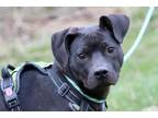 Adopt ZEPLIN a Mixed Breed