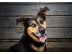 Adopt Sammy a Shepherd, Siberian Husky