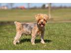 Adopt Buddy a Yorkshire Terrier