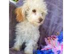Poodle (Toy) Puppy for sale in Lumberton, MS, USA