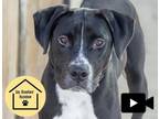 Adopt PINOCCHIO a Pit Bull Terrier, Mixed Breed