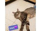 Adopt Matt a Tabby