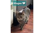 Adopt Magee a Tabby