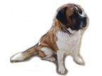 Adopt TOBY a Saint Bernard