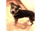 Adopt Cooper (happy happy pup!) a Beagle, Boxer