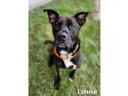 Adopt Lonnie a Boxer, Retriever