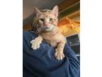 Adopt Triton a Tabby