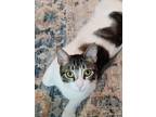 Adopt Ned a Domestic Short Hair