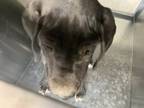 Adopt Seager a Great Dane, Mixed Breed