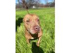 Adopt Red a American Bully