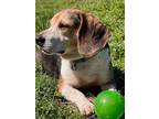 Adopt LOUIE a Beagle