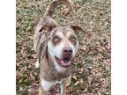 Adopt Rummy a Catahoula Leopard Dog, Mixed Breed