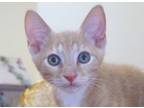 Adopt Nash a Domestic Short Hair