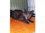 Adopt Gandalf (the grey) a Russian Blue, Domestic Short Hair