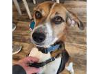 Adopt Deacon a Beagle