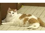 Adopt Nazzy a Domestic Long Hair
