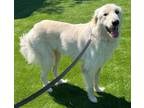 Adopt Winston Churchill a Great Pyrenees, Golden Retriever