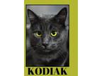 Adopt Kodiak a Domestic Short Hair