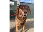 Adopt Rusty a Labrador Retriever, Australian Kelpie