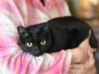 Adopt Tiny (Jet Black Litter) a Domestic Short Hair