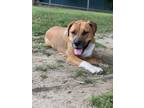 Adopt Roman a Rhodesian Ridgeback, Pit Bull Terrier