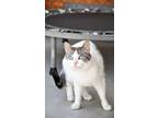 Adopt Minni a Domestic Shorthair / Mixed (short coat) cat in Brigham City -