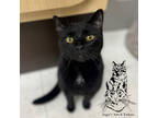 Adopt Squeaks a All Black Domestic Shorthair / Domestic Shorthair / Mixed cat in