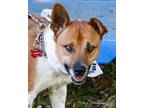 Adopt Oscar a Tricolor (Tan/Brown & Black & White) Mixed Breed (Medium) dog in