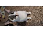 Adopt Ronnie & Clyde a American Shorthair / Mixed (short coat) cat in