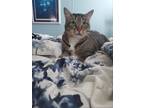 Adopt Ava a American Shorthair / Mixed (short coat) cat in Plantation