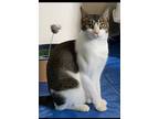 Adopt Caramel a Domestic Shorthair / Mixed (short coat) cat in St.