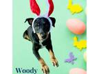 Adopt Woody a Hound, Labrador Retriever