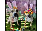 Adopt Mica a Pit Bull Terrier