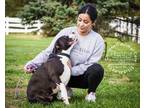 Adopt Frannie a Black Mixed Breed (Large) / Mixed dog in Cincinnati