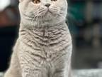 British Shorthair Lilac Female