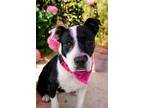 Adopt LOLLI a Black - with White Pit Bull Terrier / Mixed dog in Ventura