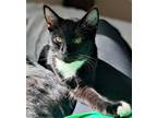 Adopt Georgia May a Black & White or Tuxedo Domestic Shorthair (short coat) cat