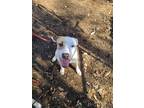 Adopt Yang a White Pit Bull Terrier / Hound (Unknown Type) / Mixed dog in La