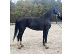 Registered Dutch mare