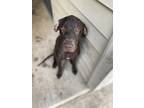 Adopt Boss a Brown/Chocolate - with White German Shorthaired Pointer / Catahoula