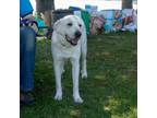 Adopt Bentley a White - with Tan, Yellow or Fawn Great Pyrenees / Mixed dog in