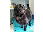Adopt Jewels a All Black Domestic Shorthair / Domestic Shorthair / Mixed cat in