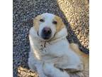 Adopt JASPER a White - with Tan, Yellow or Fawn Great Pyrenees / Mixed dog in
