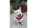 Adopt Simi a Tan/Yellow/Fawn German Shepherd Dog / Mixed dog in Sonoma