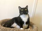 Adopt Mandy a Domestic Shorthair / Mixed (short coat) cat in Meriden