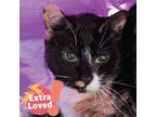 Adopt Numa Numa a Calico or Dilute Calico Domestic Shorthair / Mixed cat in
