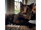 Adopt Whitney a Tortoiseshell Domestic Shorthair / Mixed (short coat) cat in